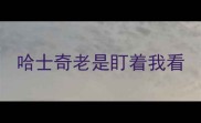 哈士奇老是盯着我看