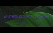 幼犬到新家几天可以打疫苗