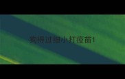 狗得过细小打疫苗