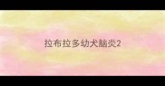 拉布拉多幼犬脑炎