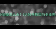 泰迪犬小短腿怎么办5大科学原因与专业养护指南