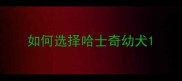 如何选择哈士奇幼犬