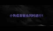 小狗疫苗驱虫同时进行
