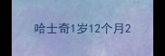 哈士奇1岁12个月