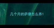 几个月的萨摩怎么养