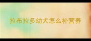 拉布拉多幼犬怎么补营养