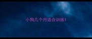 小狗几个月适合训练