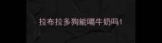 拉布拉多狗能喝牛奶吗