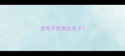金毛不吃饭吐虫子