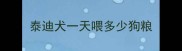 泰迪犬一天喂多少狗粮