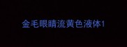金毛眼睛流黄色液体