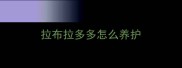 拉布拉多多怎么养护