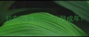 拉布拉多狗狗几个月成年