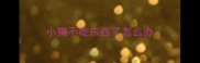 小狗不吃东西了怎么办