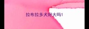 拉布拉多犬好大吗