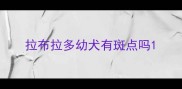 拉布拉多幼犬有斑点吗