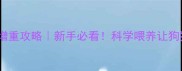 拉布拉多增重攻略新手必看科学喂养让狗狗告别瘦弱
