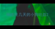 刚出生几天的小狗吐血