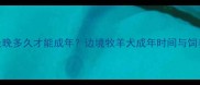 哈士奇最晚多久才能成年边境牧羊犬成年时间与饲养全攻略