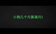 小狗几个月算满月