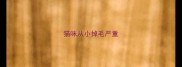 猫咪从小掉毛严重