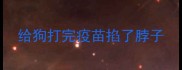 给狗打完疫苗掐了脖子