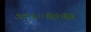 为什么小狗会很疯