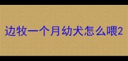 边牧一个月幼犬怎么喂