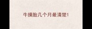 牛摸胎几个月最清楚