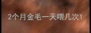 2个月金毛一天喂几次