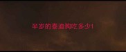 半岁的泰迪狗吃多少