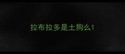 拉布拉多是土狗么