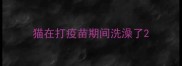 猫在打疫苗期间洗澡了