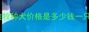 边牧种犬价格是多少钱一只