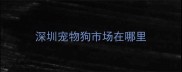 深圳宠物狗市场在哪里