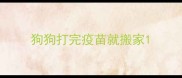 狗狗打完疫苗就搬家