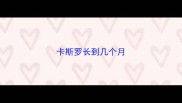 卡斯罗长到几个月