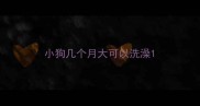 小狗几个月大可以洗澡