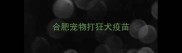 合肥宠物打狂犬疫苗