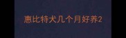 惠比特犬几个月好养