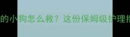 被确诊哮喘的小狗怎么救这份保姆级护理指南请收好