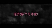 暹罗猫7个月体重