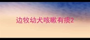 边牧幼犬咳嗽有痰