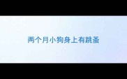 两个月小狗身上有跳蚤