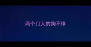 两个月大的狗不停
