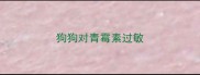 狗狗对青霉素过敏
