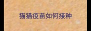 猫猫疫苗如何接种