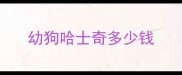 幼狗哈士奇多少钱