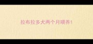 拉布拉多犬两个月喂养