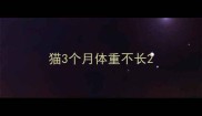 猫3个月体重不长